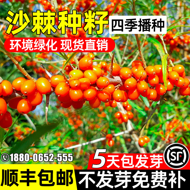 沙棘种子护坡固土草籽工程绿化生态修复边坡复绿耐寒耐旱灌木种籽