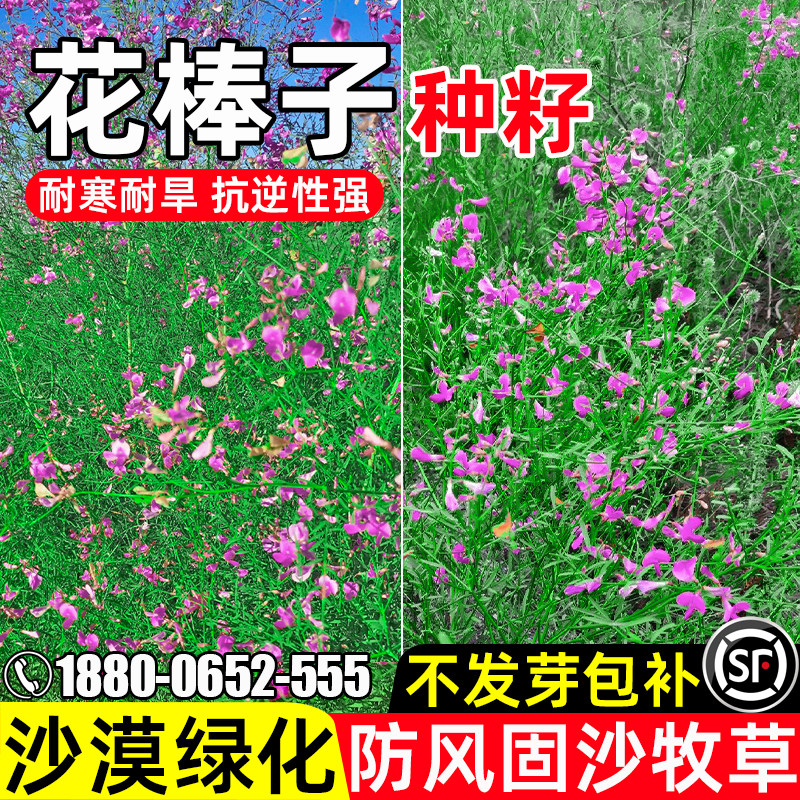 花棒种子防风固沙耐寒耐旱荒漠绿化牧草种籽四季高产畜牧养殖草籽