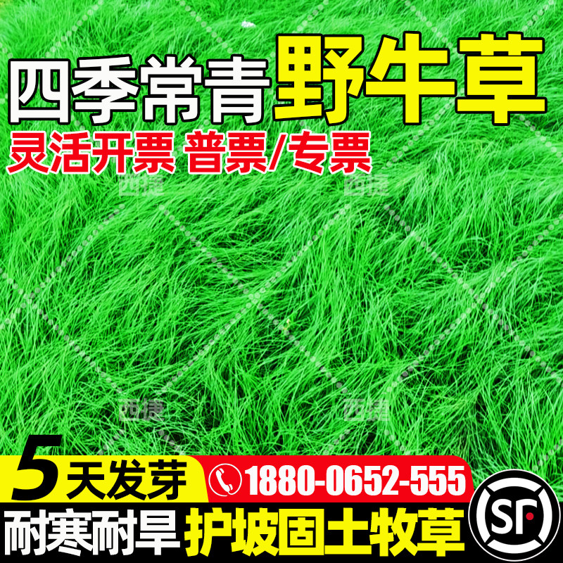 野牛草种护坡固土多年生耐寒耐旱