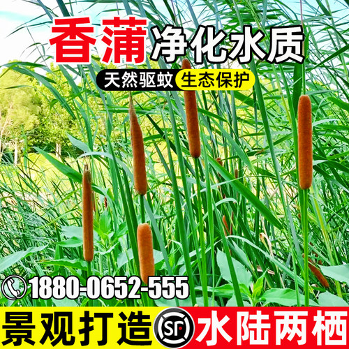 香蒲种造景观赏环境绿化水生植物