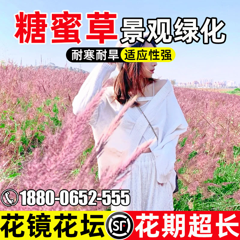 糖蜜草护坡固土园林绿化花镜花坛