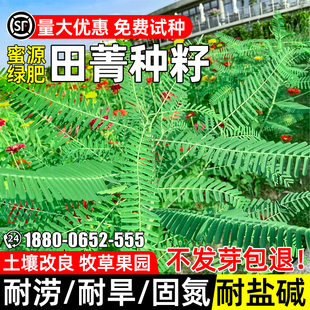 田菁种籽四季高产牧草种子饲用绿肥蜜源固氮耐旱耐涝反复收割草籽