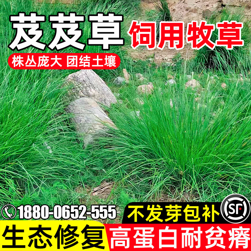 芨芨草生态修复植株高大改善土壤