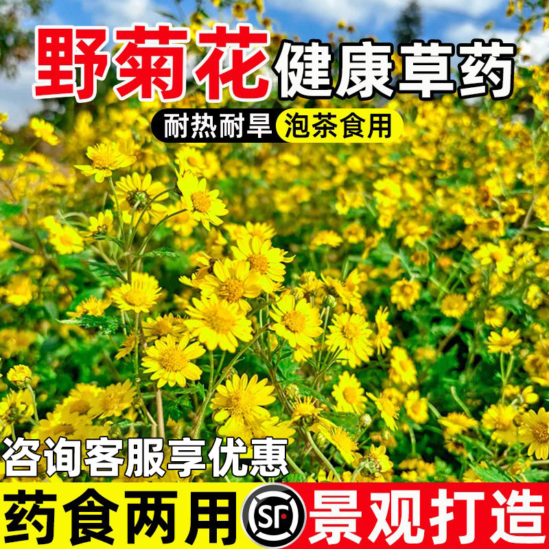 野菊花耐寒耐旱花海打造药食两用
