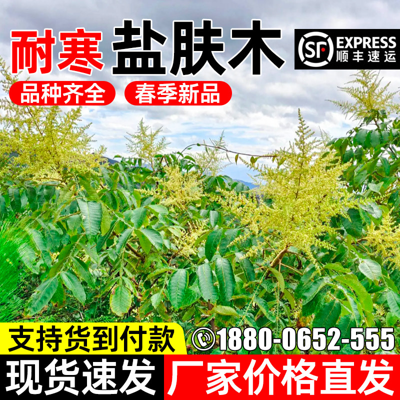 盐肤木种子四季开花护坡灌木草籽