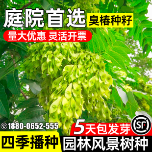 臭椿种籽护坡固土草籽工程绿化边坡复绿生态修复耐寒耐旱灌木种子