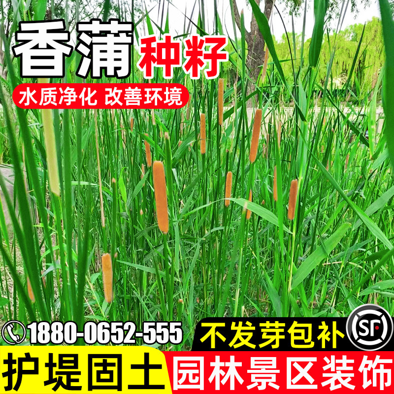香蒲种子多年生净化水质护堤固土草籽景区绿化打造耐贫瘠水草种籽