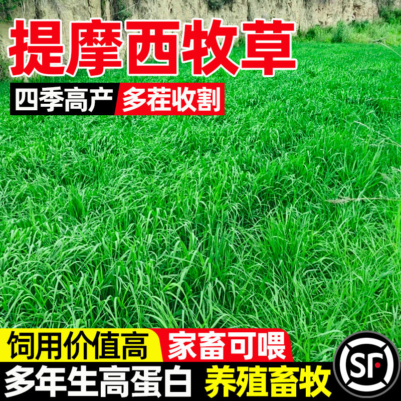 提摩西家畜可喂畜牧养殖四季高产