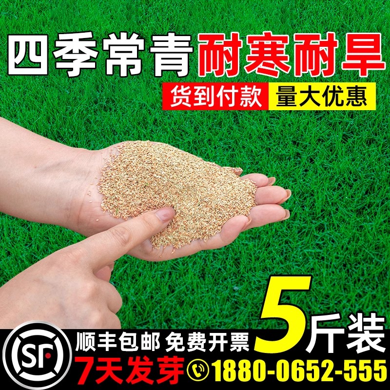 草坪草籽四季常青矮生绿化草种子