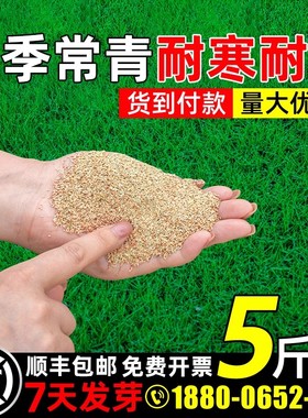 草坪草籽四季常青护坡狗牙根庭院矮生地毯草绿化高羊茅黑麦草种子