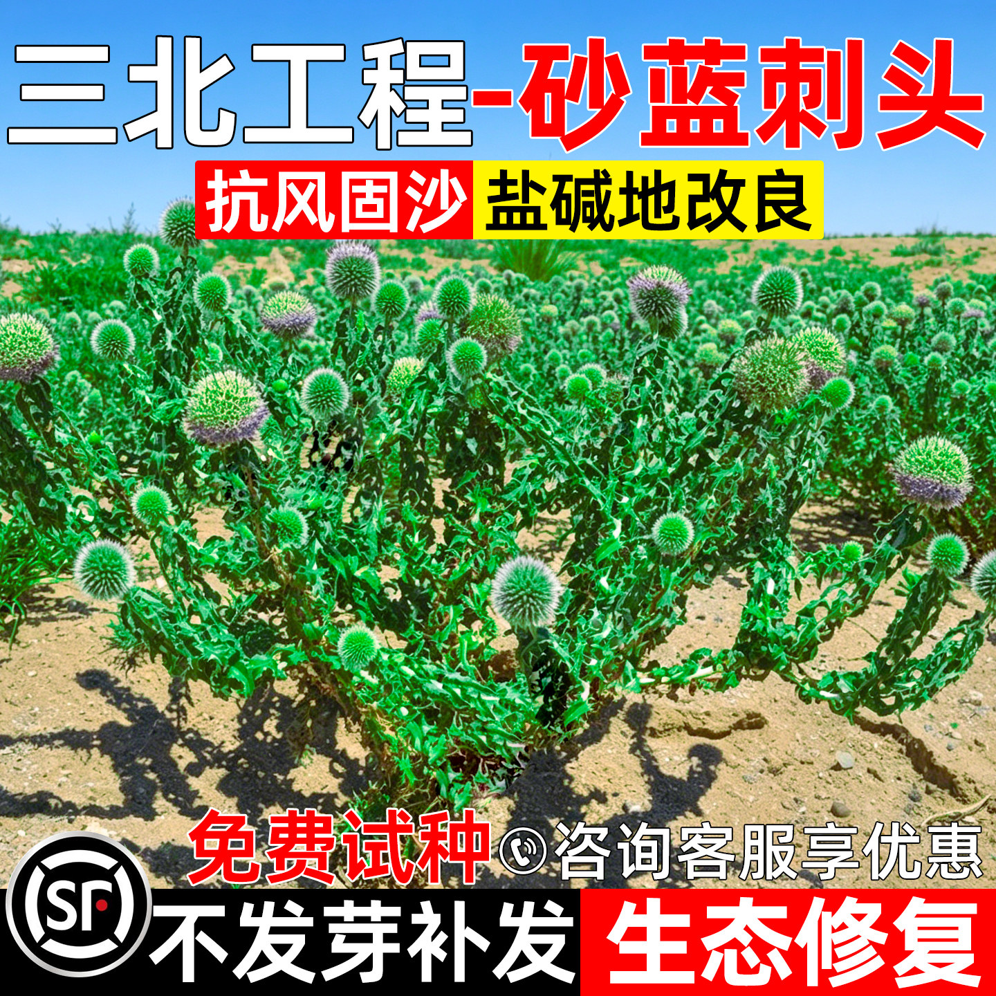 砂蓝刺头生态绿化荒漠防风固沙