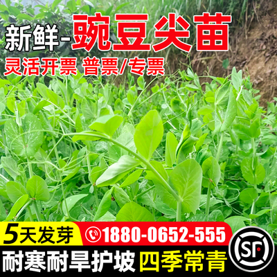 豌豆苗无须豌豆南方豆苗农家蔬菜