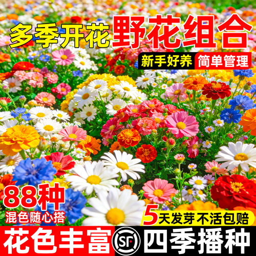 野花组合波斯菊太阳花百日草花籽