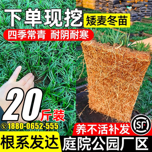 矮麦冬草庭院别墅工程绿化玉龙草苗耐寒地被草坪植物细叶麦冬草苗