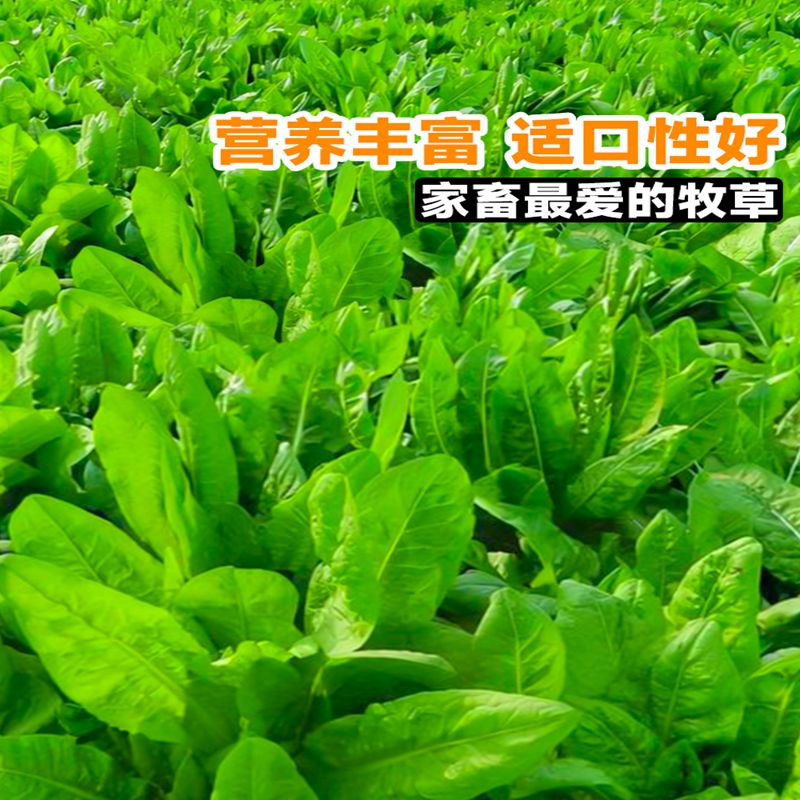 将军菊苣四季青高产牧草种子草籽