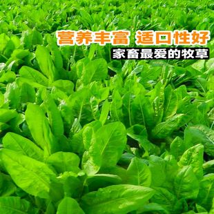 大叶将军菊苣草种籽牧草种籽室外蔬菜种子高产菜种孑草籽四季 种植