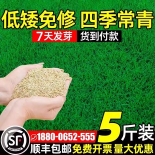 草坪草籽四季常青护坡马尼拉狗牙根绿化地毯草皮高羊茅黑麦草种子