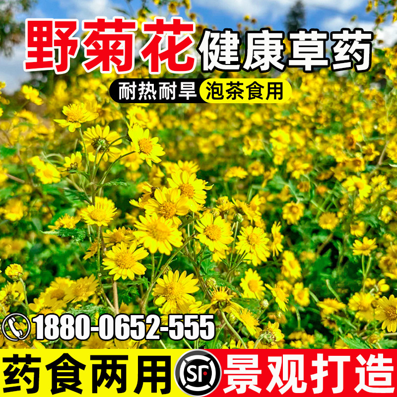 野菊花耐寒耐旱花海打造药食两用