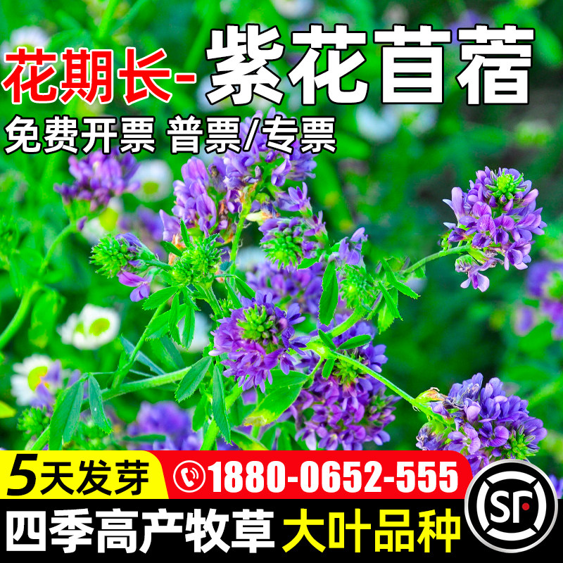 大叶紫花苜蓿种籽四季高产牧草种子畜牧养殖家禽喜食反复收割草籽