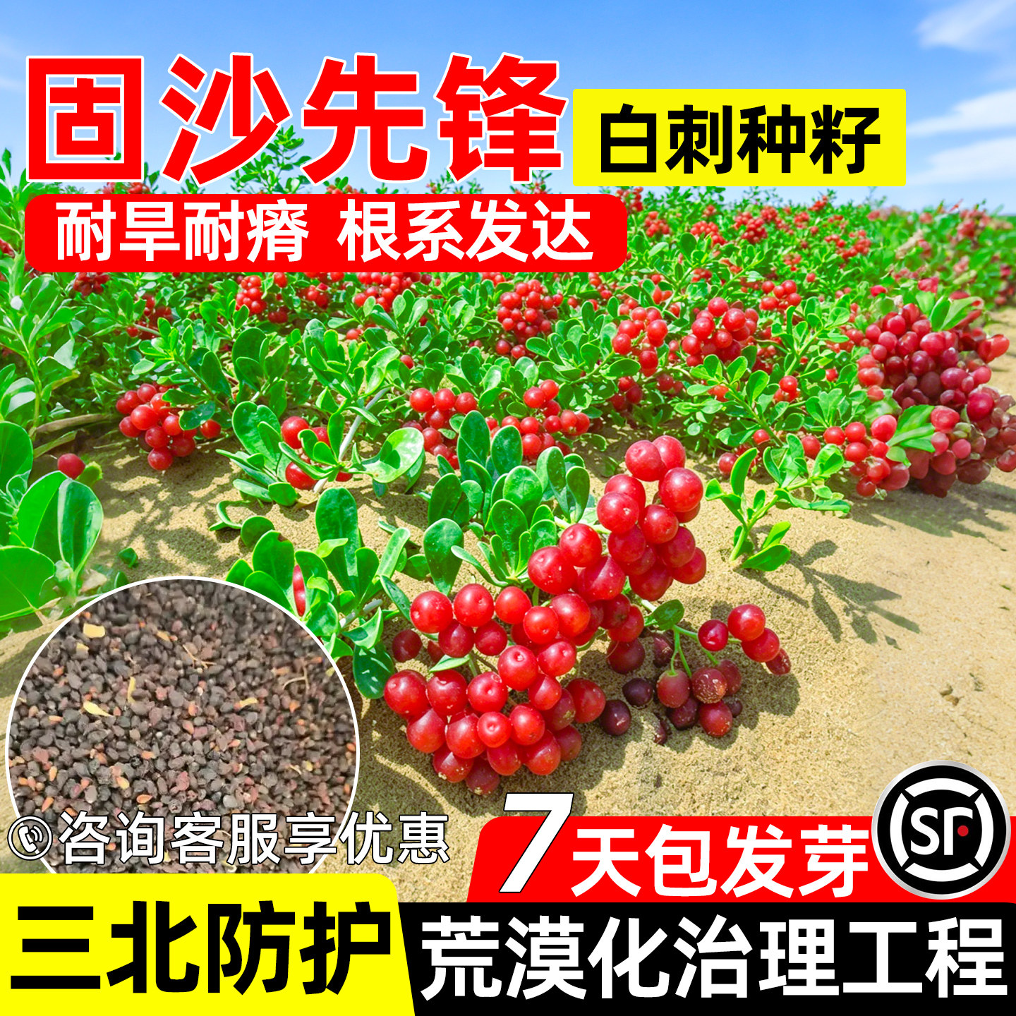 白刺种子护坡固土防风固沙绿化
