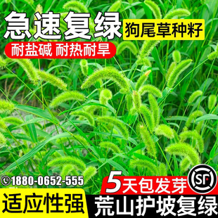 狗尾草草籽四季常青耐旱草种子护坡固土荒山工程绿化耐盐耐碱种籽
