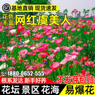 虞美人花籽四季种植花种子花坛景区花海工程耐热耐旱野花组合种籽