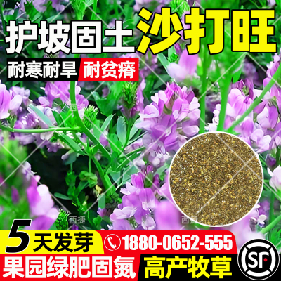 沙打旺四季高产畜牧养殖护坡固土