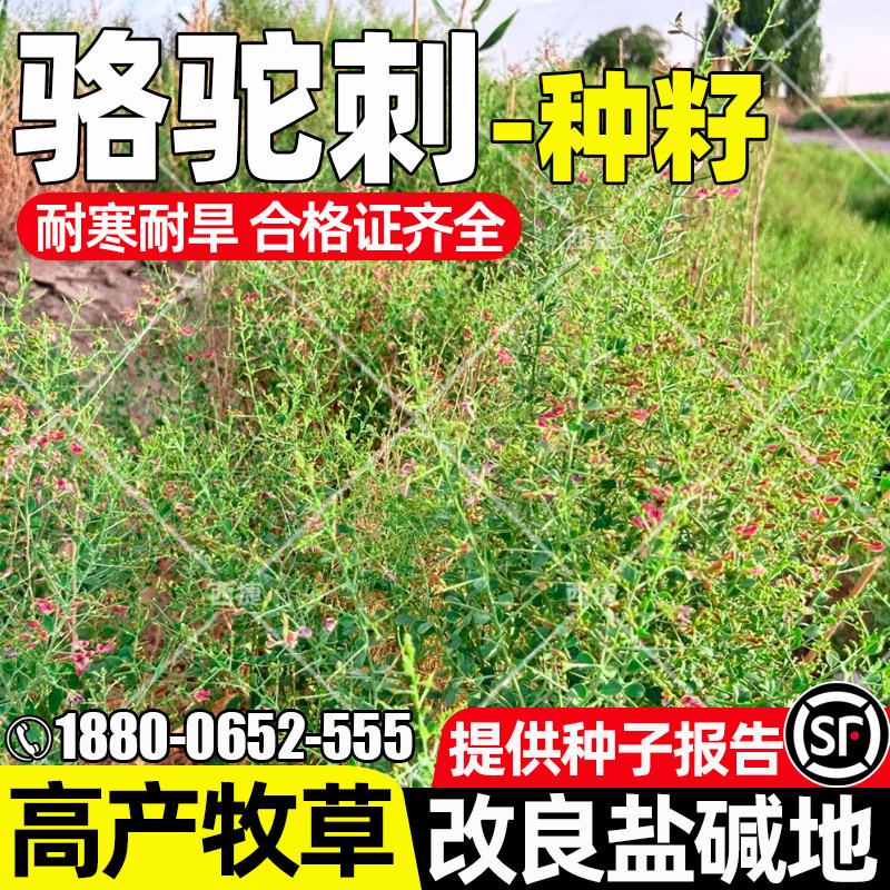 骆驼刺四季高产牧草耐盐碱耐贫瘠