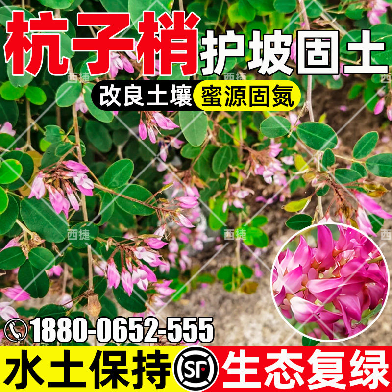 杭子梢护坡固土水土保持生态复绿