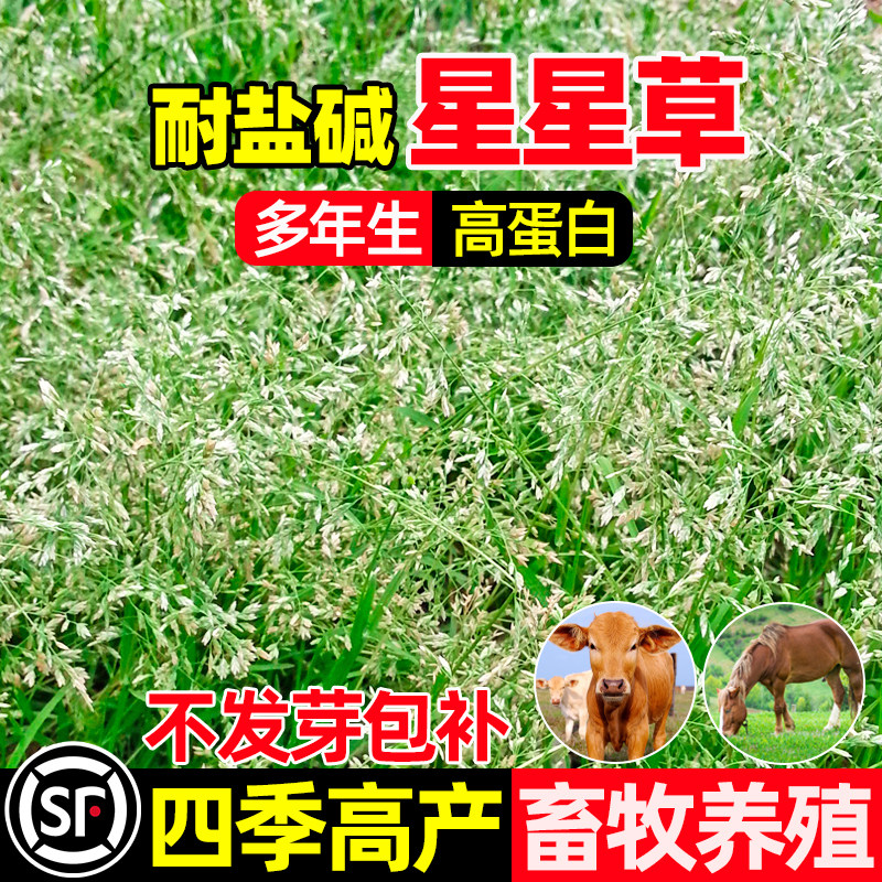 星星草种籽多年生护坡固土抗风沙