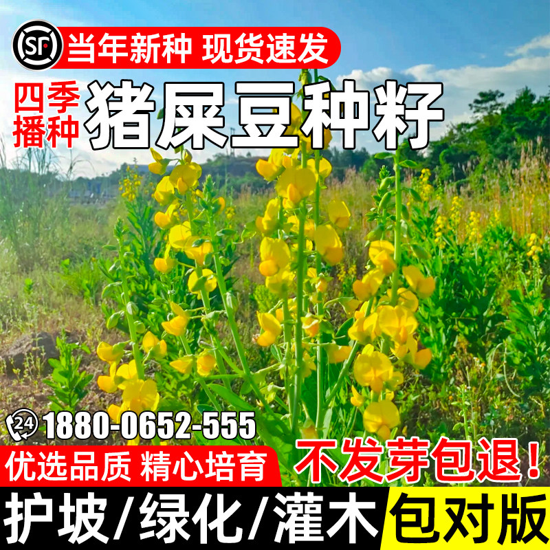 猪屎豆种子护坡园林绿化灌木