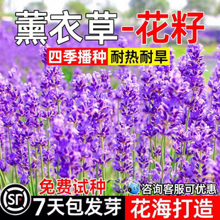 薰衣草花籽四季种植花卉种籽庭院公园景区花海打造耐热耐旱花种子