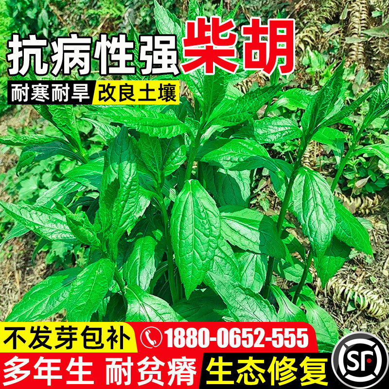 柴胡药食两用药材种子地薰中药材