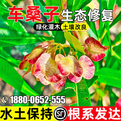 车桑子生态修复土壤改善水土保持