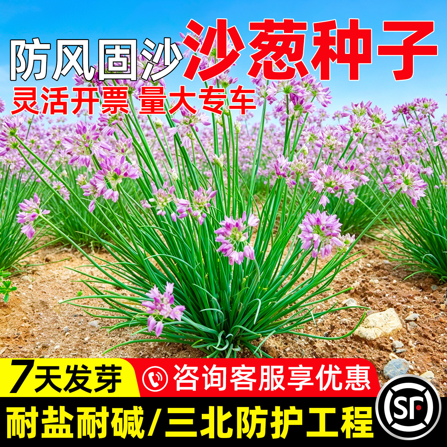 沙葱种子防风固沙绿化沙漠戈壁