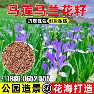 马莲花种籽耐盐耐碱马兰花种子公园道路美化景观造景花海打造花籽
