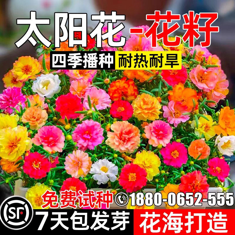 太阳花花籽四季种植花种子花海打造耐热耐旱多年生野花组合花种籽