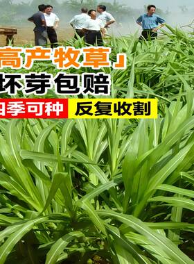 高丹王草种四季常青高产苏丹草籽
