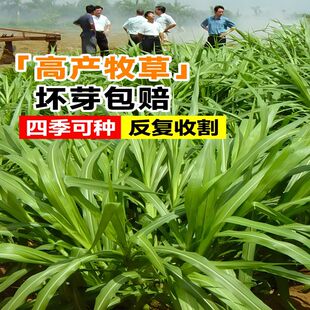 进口高丹王草种籽杂交四季高产多年生苏丹草牧草种子喂鱼鸭鹅牛羊