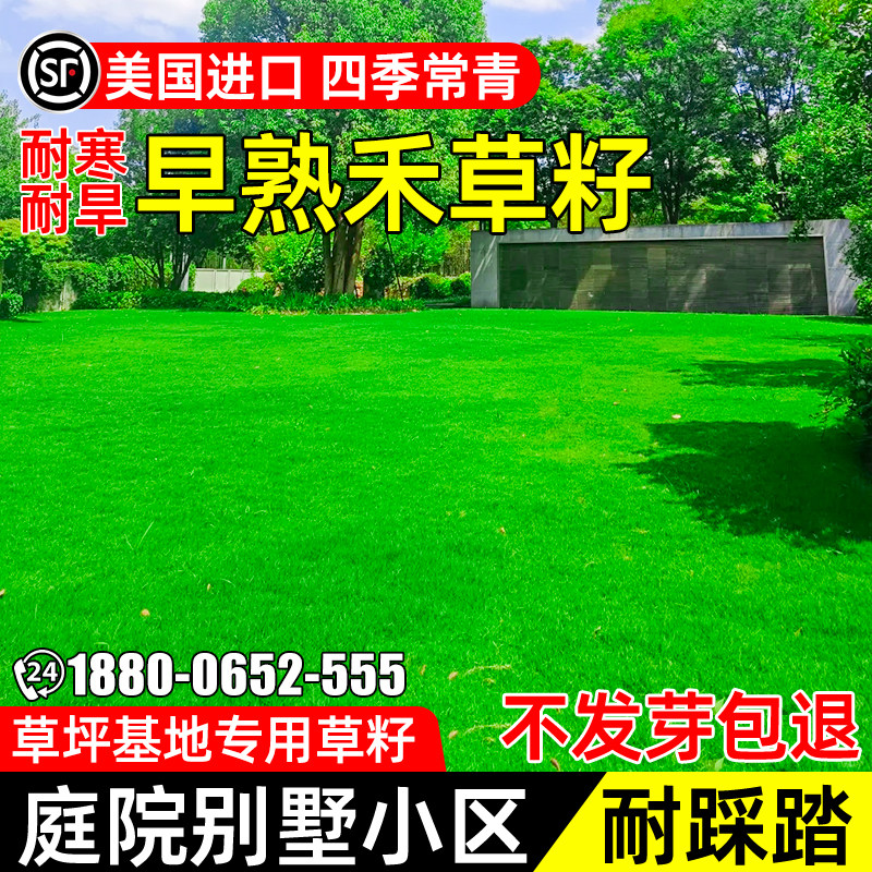 早熟禾草籽免修剪耐踩低矮庭院
