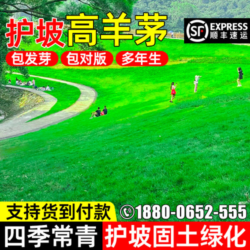护坡固土耐寒耐旱高羊茅免打理