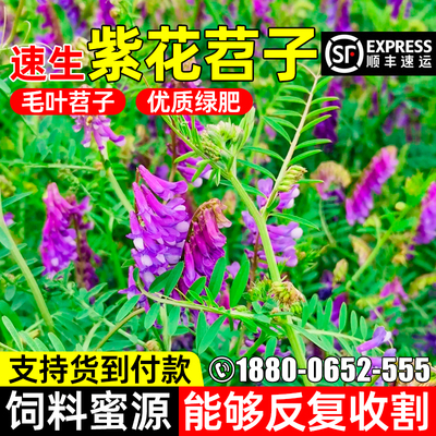 紫花苕子毛苕子豌豆种子果园绿肥