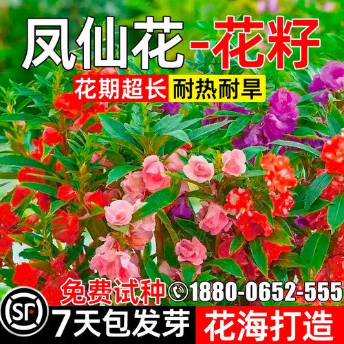 凤仙花种子庭院室外盆栽耐旱耐寒