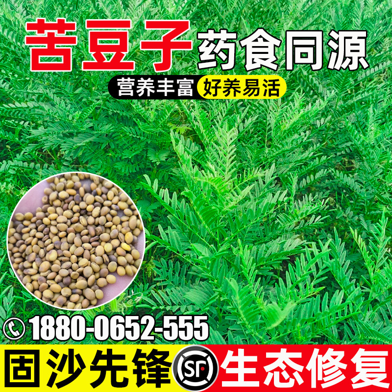 苦豆子药食两用园林绿化灌木种籽