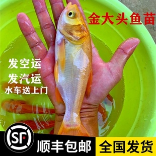 淡水金大头金鲢鱼鳙鱼胖头鱼苗观赏鱼养殖水活体鱼可食用包邮