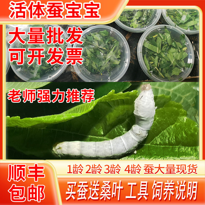 12345龄大小蚕宝宝套装活物幼虫学生养春蚕卵七彩金丝蚕新鲜桑叶