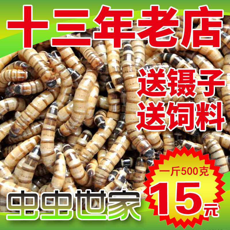 大麦虫活体超级面包虫活虫宠物蜥蜴乌龟鸟鱼活体饲料活虫500g包邮