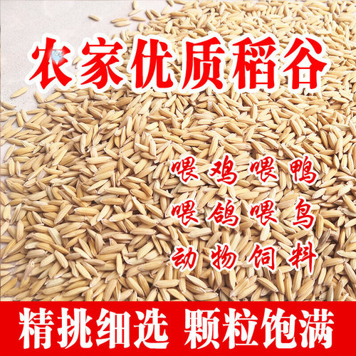 新鲜农家稻谷喂鸡米糠带壳芦丁鸭鹅猪鸽鸟仓鼠宠物通用型天然饲料