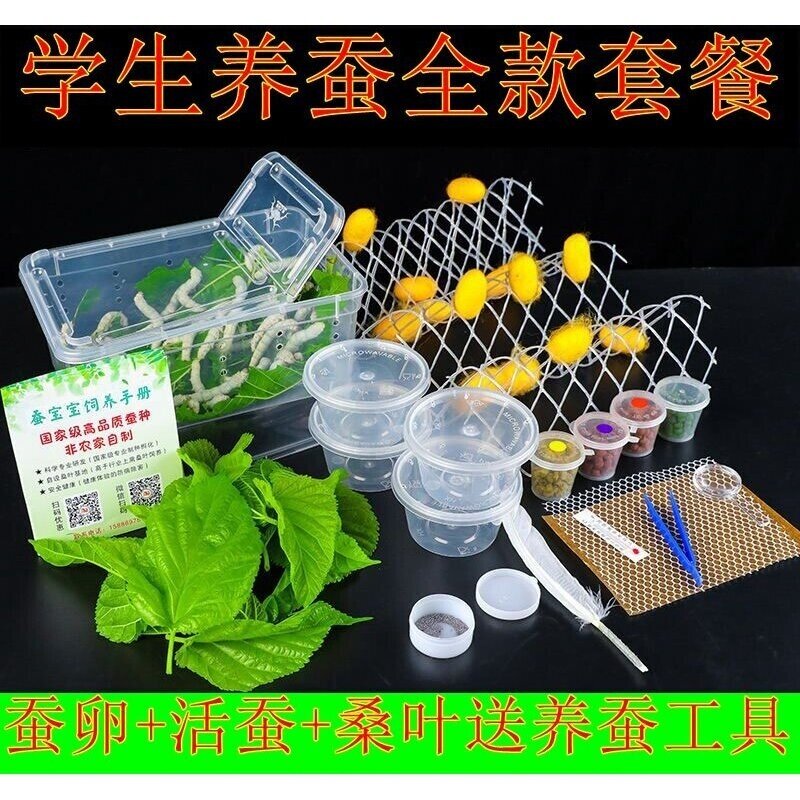 学生养蚕宝宝活体蚕卵套装天然彩色大蚕七彩送桑叶工具饲养箱包活