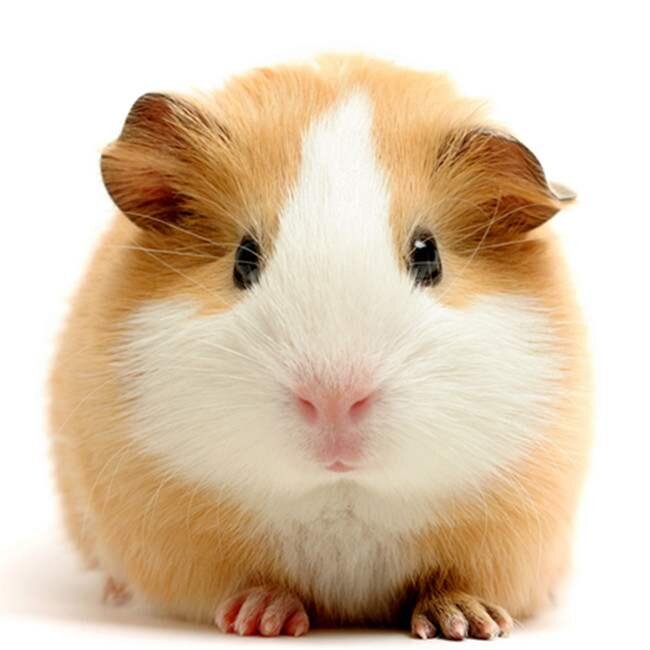 荷兰猪活物一对两只荷兰猪活体一公一母短顺宠物豚鼠荷兰鼠新疆